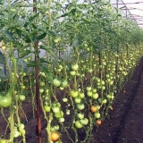 Kako malčirati paradajz u stakleniku